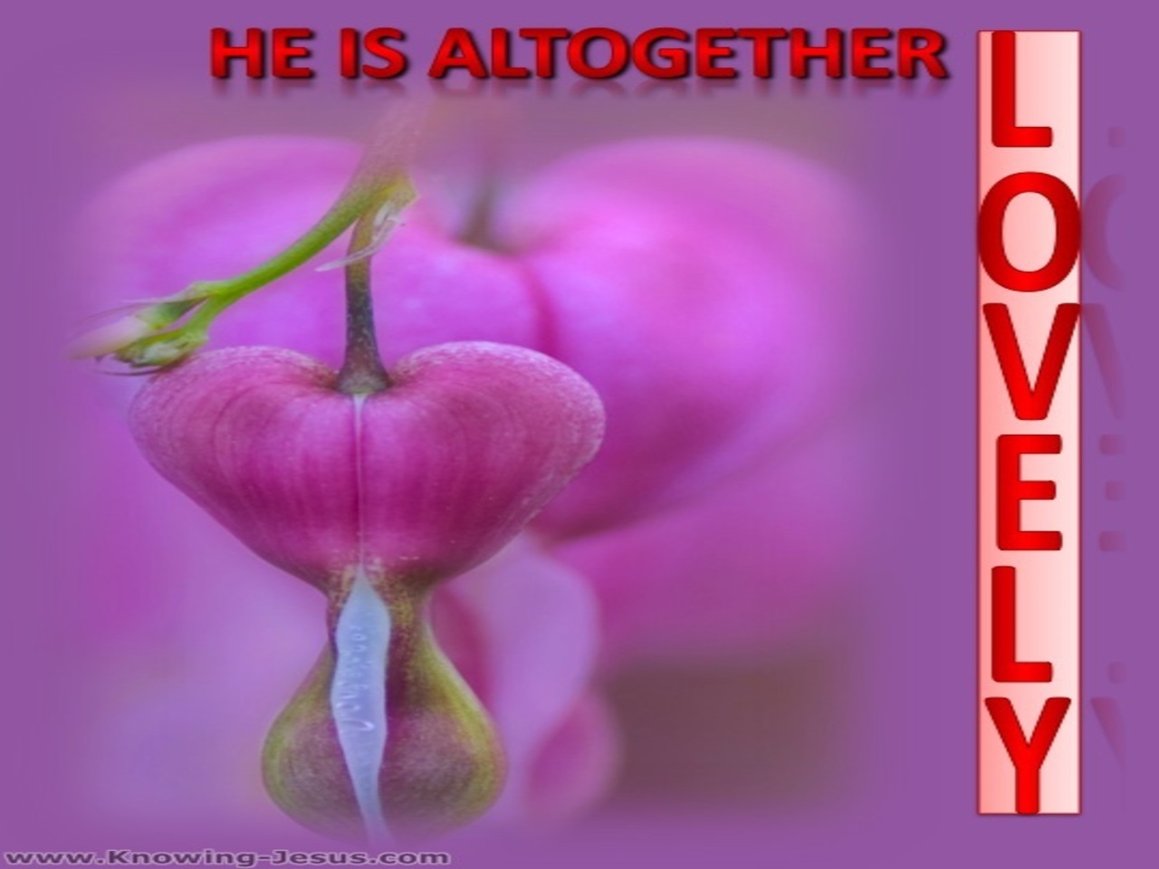 Song of Solomon 5-16 He Is Altogether Lovely (red)